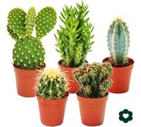 5 cactus différents en set - pot de 5,5cm