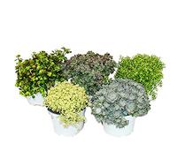 5 different winterhardy sedum plants - varied color play 10,5cm pot