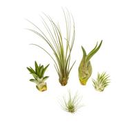 5 différentes mini Tillandsia Mix, plantes d'intérieur