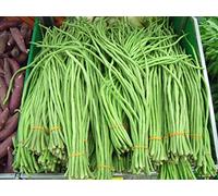 5 g (circa 30) semi di fagioli verdi lunghi SPAGHETTI Snake Bean, Fagiolo lungo cinese, Fagiolo spaghetti, Cowpea