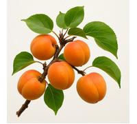 5 Graines d'Abricotier Commun (Prunus armeniaca) - SemiSauvage Permaculture - graines reproductibles