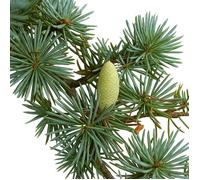 5 Graines de Cèdre de l'Atlas (Cedrus atlantica) - SemiSauvage Permaculture - graines reproductibles