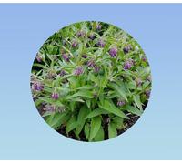 5 graines de consoude - comfrey - Symphytum - herbes aromatiques