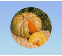 5 graines de courge musquée de Provence - Courge muscade - facile a cultiver