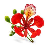 5 Graines de Flamboyant Royal (Delonix regia) - SemiSauvage Permaculture - graines reproductibles
