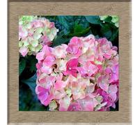 5: graines de fleurs d’hortensia, hortensia pour balcon en pot de bonsaï en pot, gamme complète de 20 graines/paquet