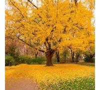 5 Graines de Ginkgo biloba - Arbre aux Quarante Écus - Arbre légendaire - Jardin - 306