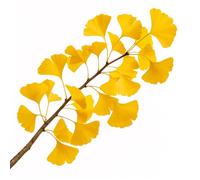 5 Graines de Ginkgo Biloba - SemiSauvage Permaculture - graines reproductibles
