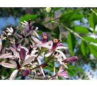 5 Graines de Melia Azedarach (Cannelle)