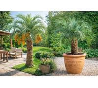 5 Graines de Palmier - à Gelée - Butia odorata - Palmier abricotier - Graines de palmier rustique ornemental - Arbre Plante Jardin - 468