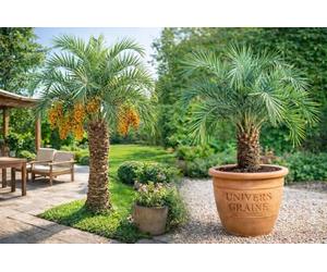 5 Graines de Palmier - à Gelée - Butia odorata - Palmier abricotier - Graines de palmier rustique ornemental - Arbre Plante Jardin - 468