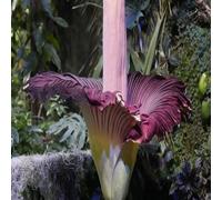 5 graines de plantes d'amorphophallus marron