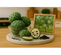 5 Graines de Pommier Cannelle - Attier - Sugar Apple - Annona squamosa - Fruit exotique - Jardin - 398