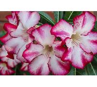 5 Graines de Rose du Désert (Adenium Obesum)