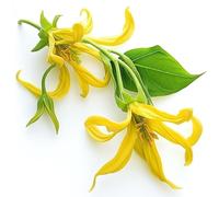 5 Graines d'Ylang-Ylang - SemiSauvage Permaculture