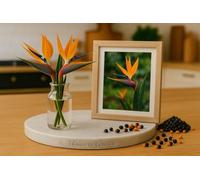 5 Graines Oiseau de paradis - Strelitzia reginae - Orange et bleu - Plante Fleur Tropicale - 296