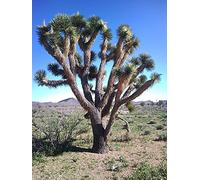 5 Joshua Tree palmier Yucca l'Ouest Blanc Fleurs Artificielles Cactus Graines