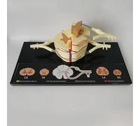 5 Modèles D'anatomie De La Moelle Épinière Grandeur Nature À Usage Éducatif | Modèle de moelle épinière en PVC de haute qualité for l'enseignement et l'apprentissage de l'anatomie.