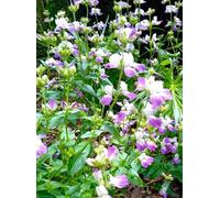 5 pcs Sauge Salvia Greggii Améthyste Lips Insectes Respectueux des Insectes Violet Élevage en plein air