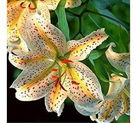 5 pezzi Canna indica semi. Semi di erbe in vaso perenne fiore enorme per casa e giardino Pianta marrone rossiccio. ietà di semi di bonsai di giglio 10