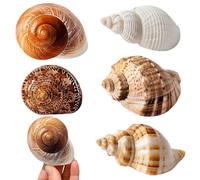 5 Pièces Coquillage Decoration Coquilles Saint Jacques Decoration Aquarium