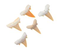 5 Pièces Dent de Requin Fossile Authentique, Exemple D’étude