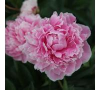 5 SEMI DI PEONIA "Sarah Bernhardt"