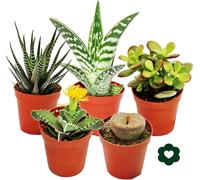exotenherz - 5 succulentes différentes 5,5cm pot dans un ensemble