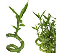 5 unités Heureux Bambou Bambou de bonheur Dracaena Sanderiana 50cm long