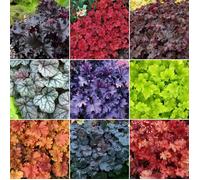 5 X Mélange d'heuchères - Plantes en Pots de Grande Qualité Cultivées au Royaume-Uni