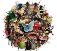 50 Autocollants Vrais Insectes, 3d Petit Sticker Insectes Farce À Un Ami