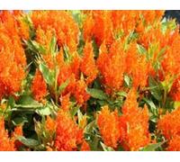 50 Celosia Seeds Fresh Look Orange Seeds Fresh Look CELOSIA