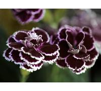 50 Graine Semence - Oeillet de chine - NOIR et BLANC - Rare - Fleur Jardin - 201