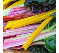 50 Graine Semence - Rare - Mélange de poirées - Blette Multicolore - 122