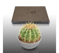 50 graines à semer - Le Grenier d'Abondance - Cactus barrique - FEROCACTUS Schwarzii