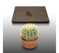 50 Graines À Semer - Le Grenier D'abondance - Cactus Oursin - Echinocactus Grusonii