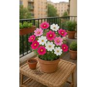 50 graines à semer - Le Grenier d'Abondance - COSMOS DWARF SENSATION - Cosmos Bipinnatus 'Dwarf Sensation'