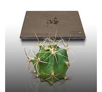 50 graines à semer - Le Grenier d'Abondance - FEROCACTUS Glaucescens