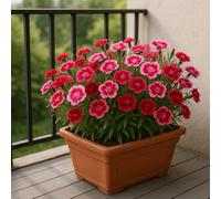 50 graines à semer - Le Grenier d'Abondance - OEILLET De Chine - Dianthus Chinensis