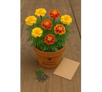 50 graines à semer - Le Grenier d'Abondance - OEILLET D'Inde Bonita - Tagetes Patula Bonita