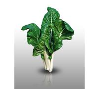 50 Graines À Semer - Le Grenier D'abondance - Poiree Verte - Beta Vulgaris Cicla