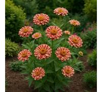 50 graines à semer - Le Grenier d'Abondance - ZINNIA ELEGANS Peppermint Stick