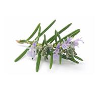 50 graines Aromatiques - ROMARIN - Rosmarinus officinalis