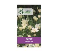 50 Graines Coquelicot de Californie creme blanc - alba - Eschscholzia
