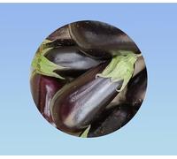 50 graines d' Aubergine Violette - eggplant - saveur delicate - planete graines