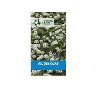 50 graines d'ail des ours - allium ursinum plante vivace comestible pour sous-bois et jardin
