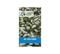 50 graines d'ail des ours - allium ursinum plante vivace comestible pour sous-bois et jardin