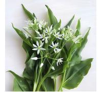 50 Graines d'Ail des Ours - SemiSauvage Permaculture