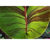 50 Graines de bananier de l'Himalaya 'Musa sikkimensis' Red Tiger banana seeds:Seeds