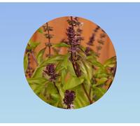 50 graines de Basilic thai - herbe aromatique